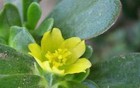 Portulaca Oleracea Seeds Herb Vegetable Herba Portulacae Purslane Bortulaca