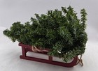 Wood Sled Toboggan Bringing Home The Tree Accessory Display