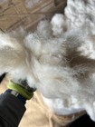Felting Natural Fiber Sheep Wool Washed Stuffing Insulation Filling 2 Lb