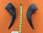 Buffalo Horns Bison Horns 10  From Tip To Base  2