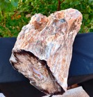 22 Lb 12 Oz Xl Mirror Polished Natural Opalized Big Petrified Wood Uv Reactive
