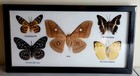 3 Pcs Set 5 Real  Mounted Butterflies  In Glass  Frame Wood Size 7 x13 