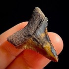 Great White Shark Tooth 1 35  Megalodon Teeth Era Fossil Unrestored Neogene