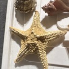 Assorted Mixed Lot Of Seashells And Starfish