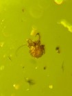 Fossil Amber Insect Burmite Burmese Cretaceous Tick Millipede Bee Insect Myanmar
