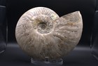 7 6  Silver Irisdescent Ammonite  cleoniceras 