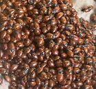 Qty 100  1 Best Ladybugs W   Fast Free Shipping