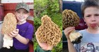 Morel Mushroom Spores In Sawdust Bag Garden Grow Kit Makes 5 Gal Fast Shipping