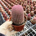 Rare Red Sun Cactus  echinocereus Rigidissimus    Colorful Succulent Plant