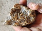 6 4 Oz Moss  Unique Unknown Large Jasper Multi Wave Rough