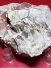 Fossil Oreodont Jaw Section With Teeth Merycoidodon Sp Oligocene White River Sd