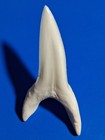 Huge Modern Mako Sharks Tooth