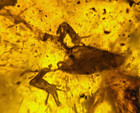 A101 Bu1387 Rare Reptile W head Legs Intact Bones 9g Burmese Amber Myanmar 99mya