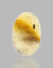 Detailed Brachycera  fly  - Fossil Insect Inclusion In Dominican Amber