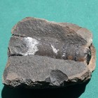 Cephalopod Fossil Bolivia Devonian Belen Formation Michelinoceras Steinmanni