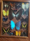 15 Real Butterfly Moth Display Taxidermy Glass Shadow Box Frame 15 X 12   