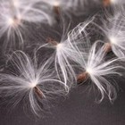 Milkweed Fluff With Seeds     Quart Bag     Deer Hunting Wind Checker
