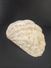 Genuine Large Clam Shell Vintage Tridacna Gigas Natural Sea Shell Beach 8x6x2 5 