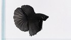 Live Betta Fish Male Half Moon Full Black High Quality Size M