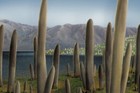 Rare Museum Quality Complete Prototaxites Silurian Unknown Land Life Form Read 