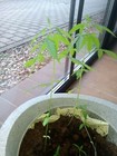 2 Oz Organically Grown Hemp Seeds From Europe Vegan Food Protein Seed