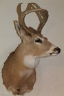 Whitetail Deer Head Shoulder Mount Taxidermy Cape Shed Antler Mule