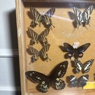 19 Real Butterfly Moth Display Taxidermy Glass Shadow Box Frame 22x13 Estate 1