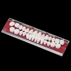 2 Set  Dental Porcelain Denture Alloy-pin Oral Teeth Color Shade Guide Dentist
