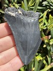 Natural Beautiful 2 64    Megalodon Tooth Fossil Shark Teeth