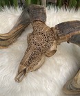 Gunuine Ram Skull  Carved Goat Skull With Horns  Buffalo Skull  Animal Skull 23 