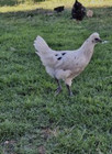 12 Zombie Chicken Hatching Eggs npip ai Clean