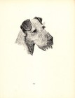 Antique Irish Terrier Print 1935 Wardle Art Illustration Cfw 5742q