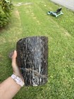 Petrified Wood  The World Of Fossilized Wood  Cones  Ferns  And Cycads