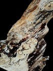 Xl Wormy spalted Maple Burl Wood Slab Epoxy stabilizing Wood  Craft Wood Maple