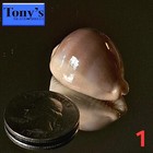 Ultra  Cypraea Sulcidentata F  Hawaiiensis  1 31 4mm Awesome Beauty From Hawaii