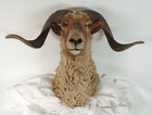 Vintage Brown Corsican Ram Taxidermy Mount Sheep Usa Made