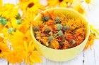 Calendula Flowers