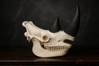 White Rhinoceros Skull Replica - Museum-quality  1 1