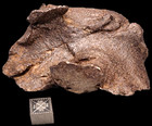 Gebel Kamil Iron Meteorite   599 Grams - Beautifully Sculptured   Choice 