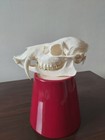 Chinese Water Deer Buck Skull Taxidermy Gothic