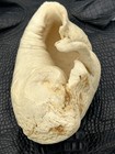 Fossilized Tympanic Bulla Cetacean Fossil Over 5 Inchespliocene Era Whale