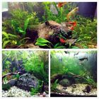10 Random Nano Sample Species Plants Live Freshwater Trim Aquarium Easy Beginner