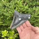 Real Megalodon Shark Tooth 5 28    Big Fossil Shark Teeth From Nc