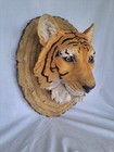 Bengal Tiger Head Wall Mount Resin Heavy 10  Lbs 