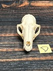 Real Grey Fox Unique Animal Mount Halloween Skull Art Craft Mountain Man Canine