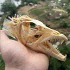 1pcs Real Ribbonfish hairtail Skull Bone Specimen  Approximately 6 Inches 16 Cm