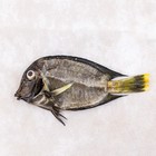 Thorny Tinselfish Fish Taxidermy Oddities Collectible Specimen Craft  Nautical