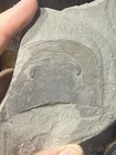 Eurypterid Fossil- From Canada-sea Scorpion- Silurian Era