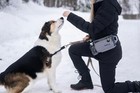Ultimate Fanny Pack For Dog Owners