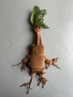Harry Potter The Noble Collection Plush Mandrake Herbology